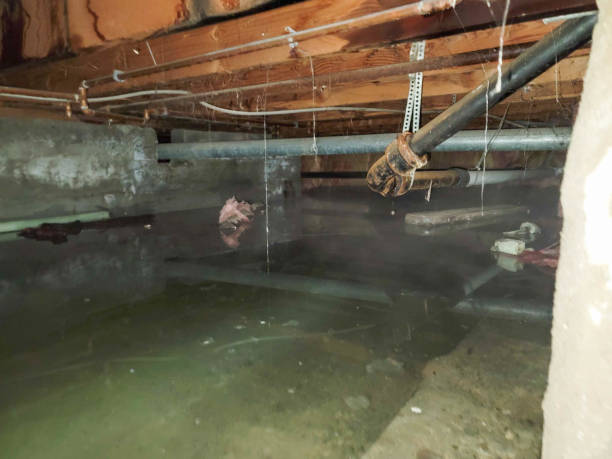 Best Flood damage cleanup  in Butler Beach, FL